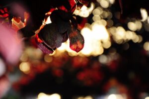 _DSC0288
